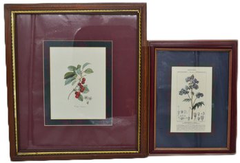 2 Pcs Framed Decorator Botanical Prints With Matching Matts, Largest
