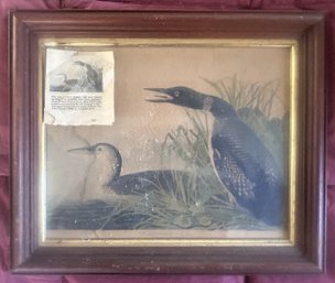Possibly Original James Audubon's Great Northern Diver Or Loon, Plate CCVI #62 Printed & Colored By Havell