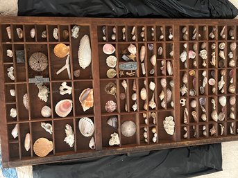 Printer's Drawer With Glued-In Shells And Other Miniatures, 32' X 1' X 16'H