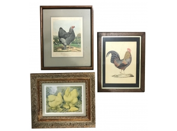 3 Framed Lithograph Prints Of Chickens