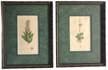 Pair Beautiful Antique Matted Framed Hand-Colored Botanical Etchings Dated 1797 & 1805