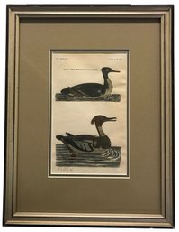 19thC Etching Double Matted Framed Hand-Colored Etching M&F Red-Breasted Goosander Duck