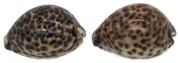 2 Pcs Gorgeous Tiger Cowrie Shells, Each 3'L