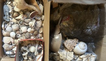 Huge Collection - Several Boxes Full Of Seashells, Beach Glass, Horseshow Crab, And LOTS MORE BEACH STUFF!