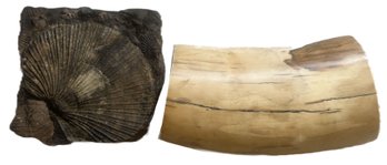 2 Pcs Fossil Rock, 5' X 5.25' X 1.5'H & Heavy Piece Of Wood, Tusk Or Bone (?), 8.25' X 4.24' X 2.25'H