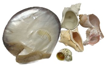 Collection Of 6 Sea Shells, Including HUGE Clam Shell, 9.25' X 7.75'