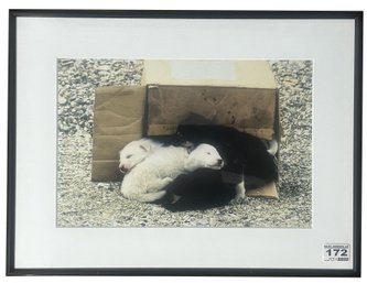 Framed Photo Of A Pile Of Sleeping Puppies In Black Gloss Frame, 16.25' X 12.25'H