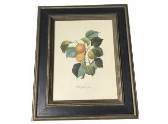 Vintage Reproduction Of 8 Color Framed Lithograph Of Peaches, No. 11/223