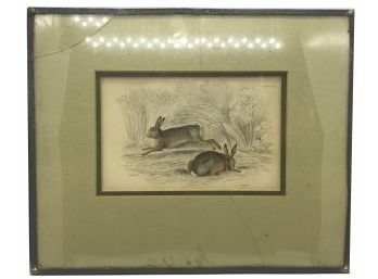 Antique 1840 Original Steel Plate Engraving By W.H. Lizars Of 2 Rabbits , Lead Framed & Matted, Hand-Colored