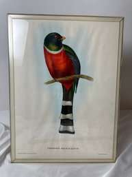 Trogon Mexicanus Print, Drawn From Nature And On Stone By J&E. Gould
