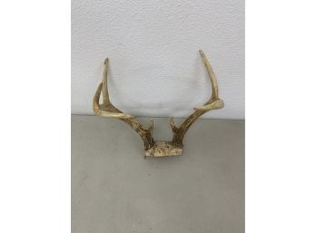 7 Point Buck Antlers With Skull Cap Lampmaking Bladesmith Crafts