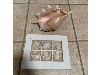 Beach Themed Shadow Box Wall Art And Spider Conch Decorative Seashell