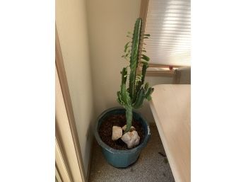 Large Cactus  Euphorbia Candelabra