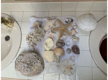 Large Lot Of Ocean Shells Incl Starfish, Coral, Sand Dollar Etc.