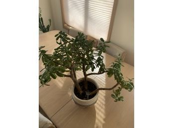 Large Jade / Money Plant Almost 17' Across