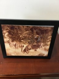 9x11 Framed Wildlife Photograph